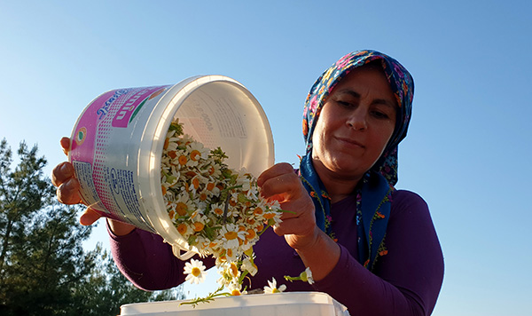 Papatyalar kadınlara gelir kaynağı oldu