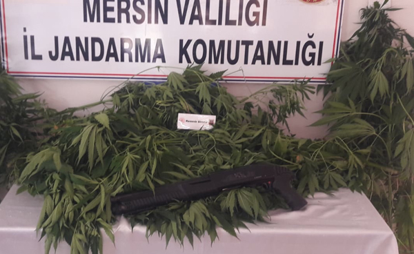 HİNT KENEVİRİ OPERASYONU