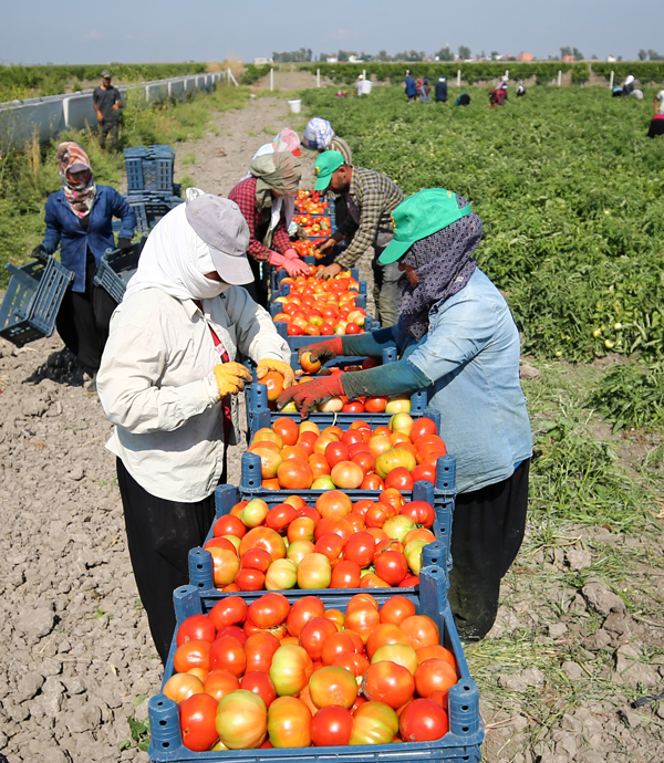 DOMATESTE REKOLTE BEKLENTİSİ