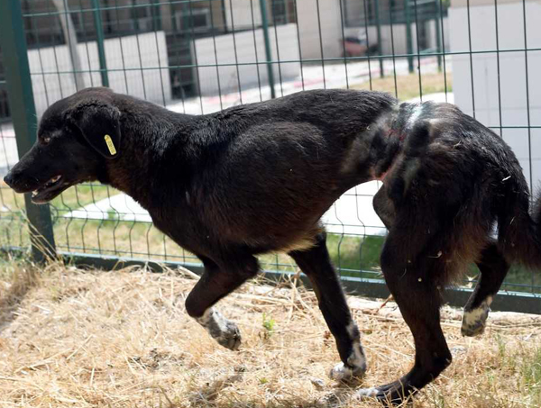 Köpeği telle ağaca bağladılar!