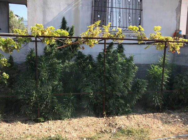 Evinin bahçesinde Hint keneviri yetiştirdi