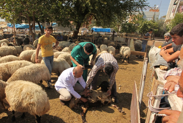 Seyhan’da kurban satış ve kesim yerleri belirlendi