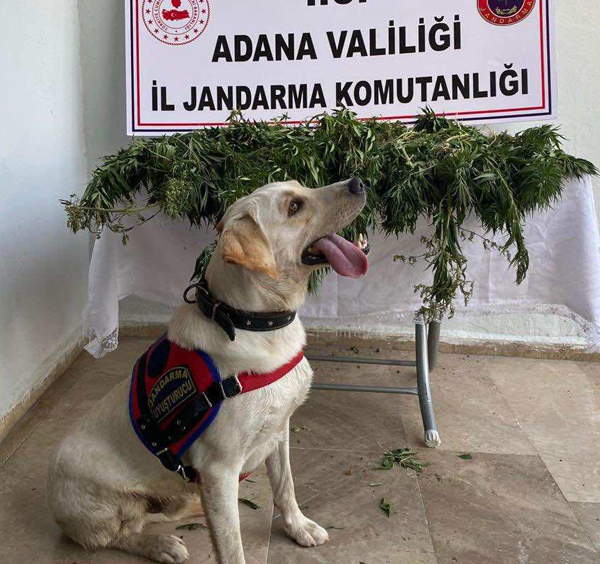 Tarlada Hint keneviri yetiştiren 2 şüpheli yakalandı