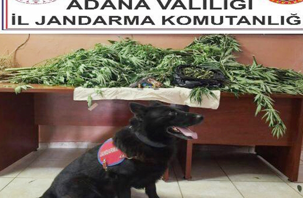 Evinde uyuşturucu ele geçirilen zanlı gözaltına alındı