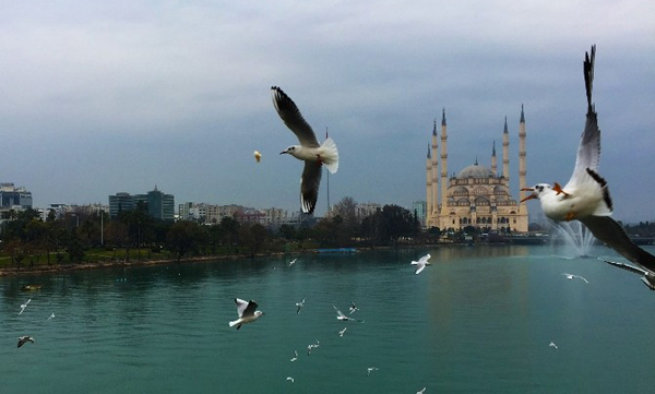 Adana’da martıların görsel şöleni
