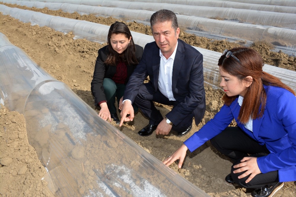 Turfanda karpuz üreticisine soğuk darbesi
