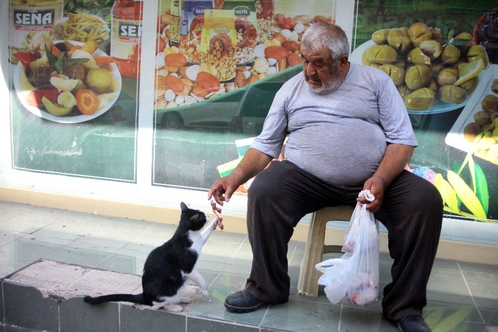 Kazancının yarısını kedilere harcıyor