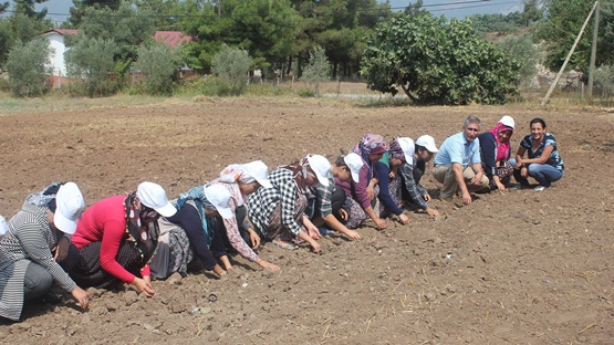 KADINLAR SAFRAN YETİŞTİRİYOR