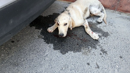 Köpeğe şiddet!