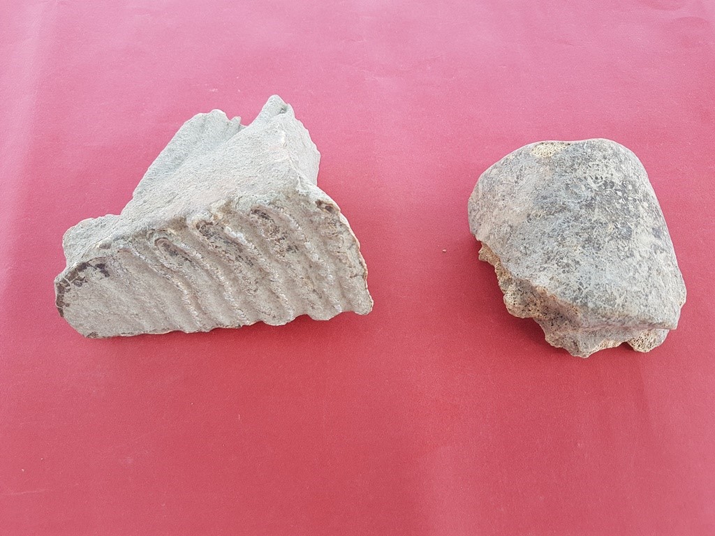 Tatarlı Höyük Kazılarında Fil Kalıntıları Bulundu