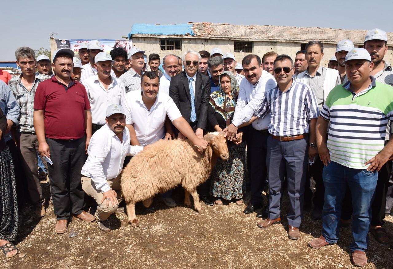 İmamoğlu ve Aladağ’a damızlık koç desteği
