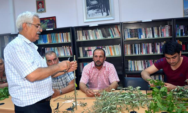 Adana’da meyve bahçelerinin sayısı artıyor