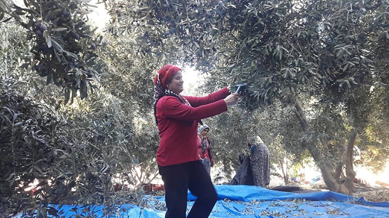 Zeytin altın yılını yaşıyor