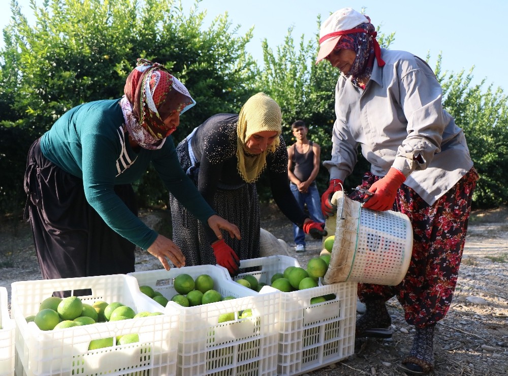Adana’da portakal hasadı başladı