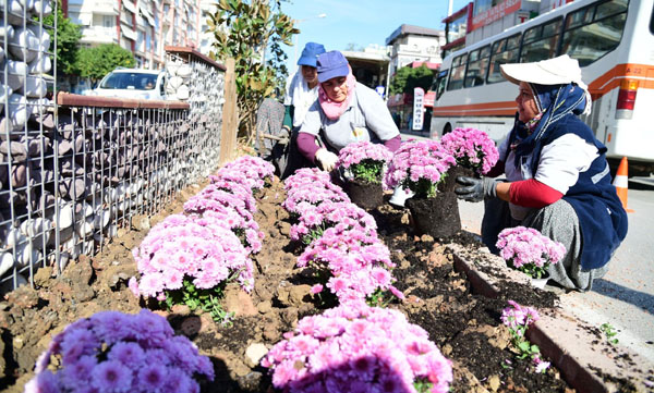 Adana’da kasımpatı zamanı