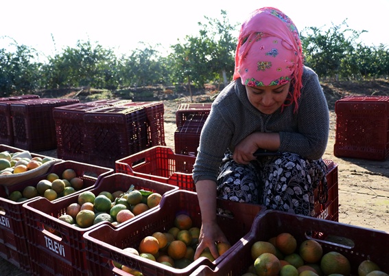 Adana'dan Çin ve Japonya'ya narenciye ihracatı