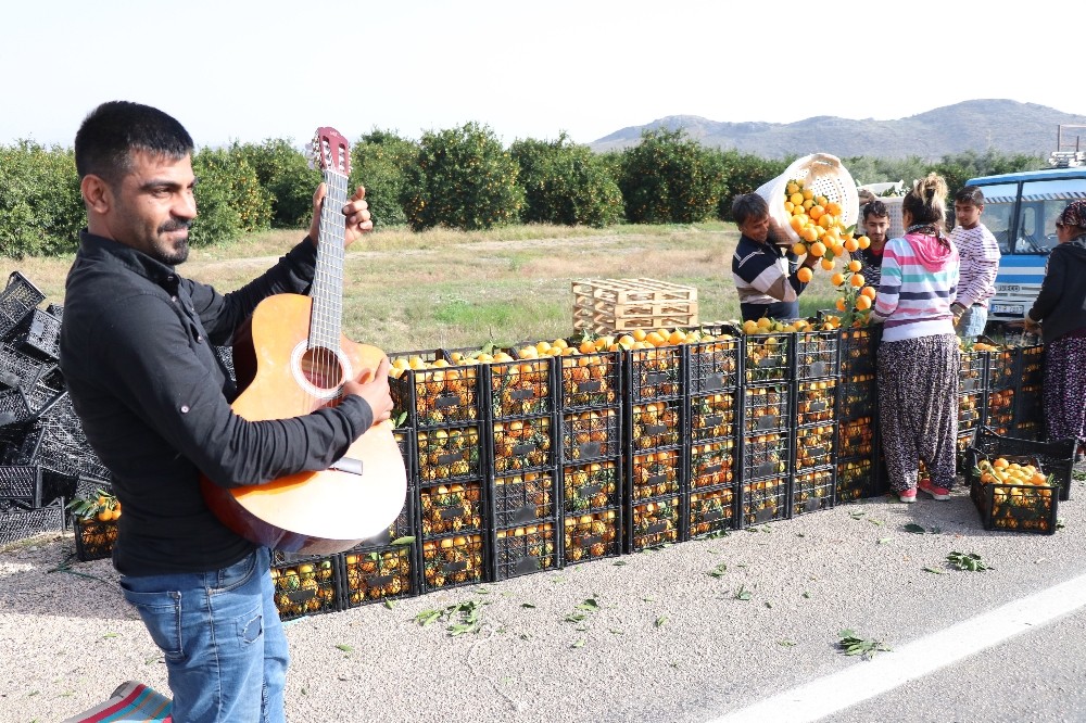 Müzikli hasat