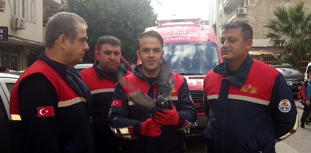 Güvercini özgürlüğüne kavuşturdular