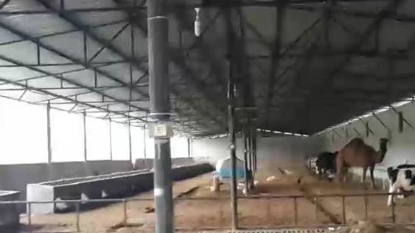Adana’da tefeciler deveye el koyup, ölünün üzerine şirket açmış