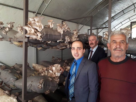 Tufanbeyli’de İstiridye Mantarı üretiliyor