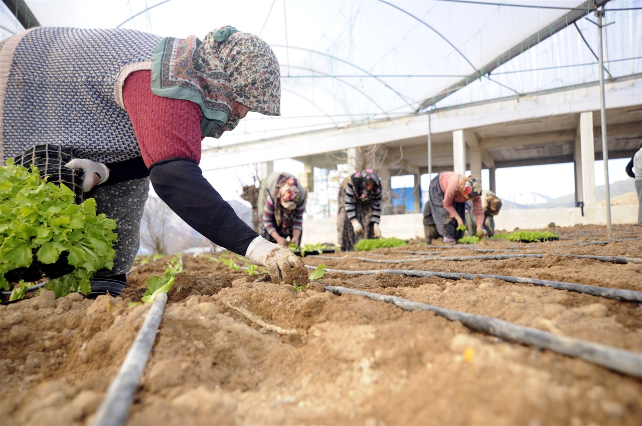Tarımın ücretsiz çalışanı kadınlar